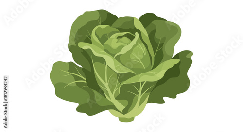 Fresh Green Cabbage Isolated On A Dark Background, Decorative And Graphic Illustration