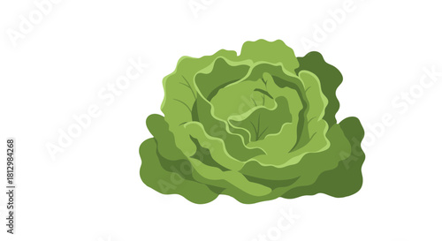 Fresh Green Cabbage Isolated On Black Background, Digital Illustration and Concept