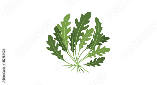 Fresh Arugula Illustration Against Black Backdrop Suitable For Culinary And Health Content