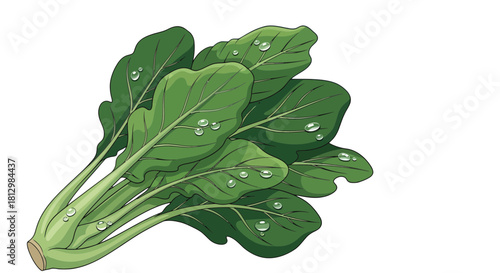 Fresh Green Leafy Vegetable With Water Droplets On Black Background Illustration