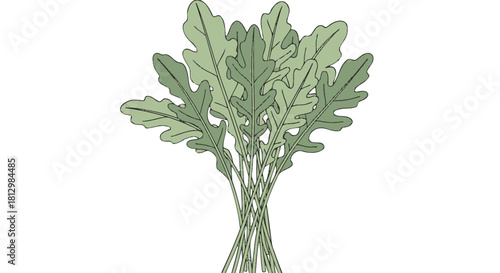 Fresh Arugula Illustration Isolated on Black Background, Minimalist Botanical Design