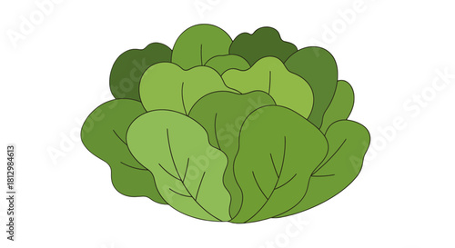 Fresh Green Lettuce Illustration Against a Dark Background with Simple Design Elements