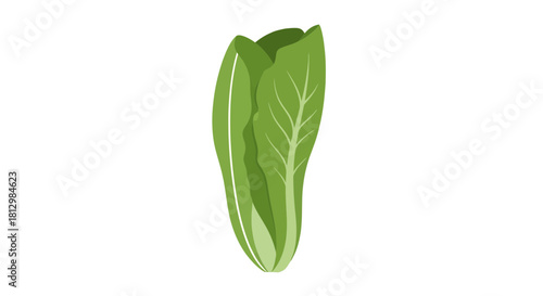 Fresh Green Lettuce Illustration Against Solid Black Background Suitable For Design Needs
