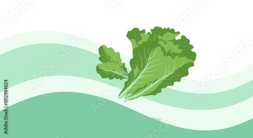 Fresh Green Lettuce Illustration Against Abstract Bright Mint and Black Background