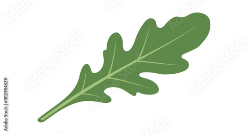 Fresh Arugula Leaf Isolated on Black Background for Culinary and Design Purposes