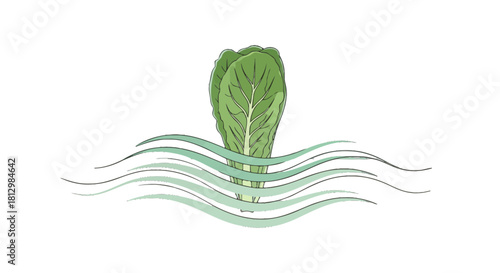 Fresh Green Lettuce Emerging From Water Waves On Black Background Design