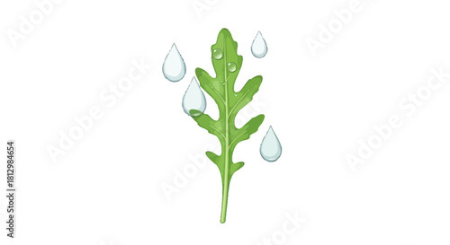 Fresh Arugula Leaf With Water Droplets On Black Background, Healthy Concept Design