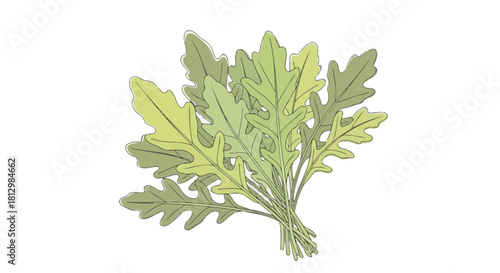 Fresh Arugula Leaves Against Black Backdrop Showing Botanical Detail and Green Tones