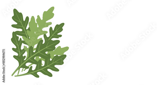 Fresh Arugula Leaves Against a Black Backdrop for Contemporary Culinary and Design Uses