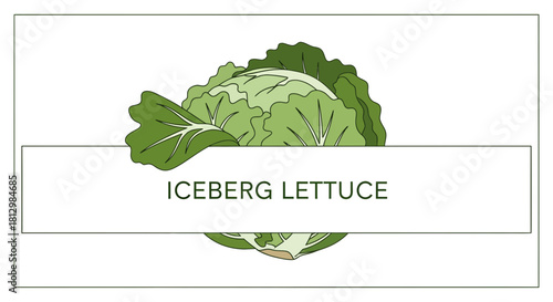 Fresh Iceberg Lettuce Illustration Depicting A Clean Design For Vegetable Enthusiasts