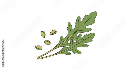 Fresh Arugula Leaves And Seeds Illustration Against a Deep Black Backdrop