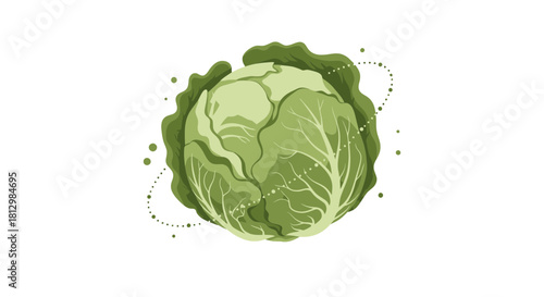 Fresh Illustrative Graphic Of Green Cabbage Vegetable Isolated On Black Background