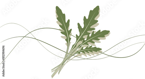 Fresh Arugula Leaves: Elegant Arrangement on a Black Backdrop with Gentle Lines