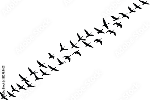Silhouette illustration of migrating birds flying in formation across the sky, perfect for nature themes, wildlife concepts, outdoor artwork, and seasonal migration design projects