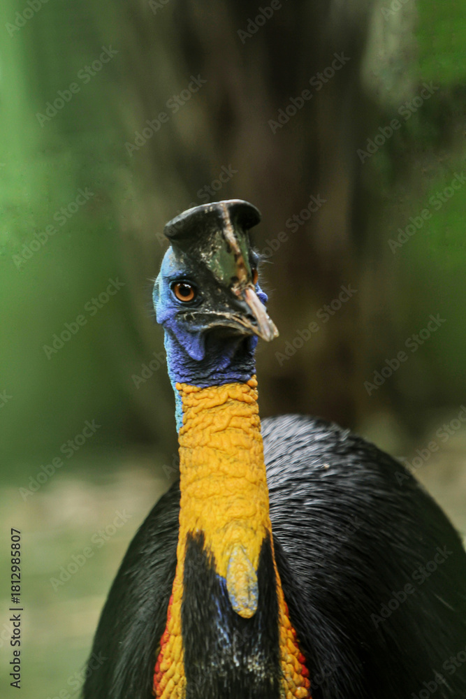 Obraz premium close up of a cassowary