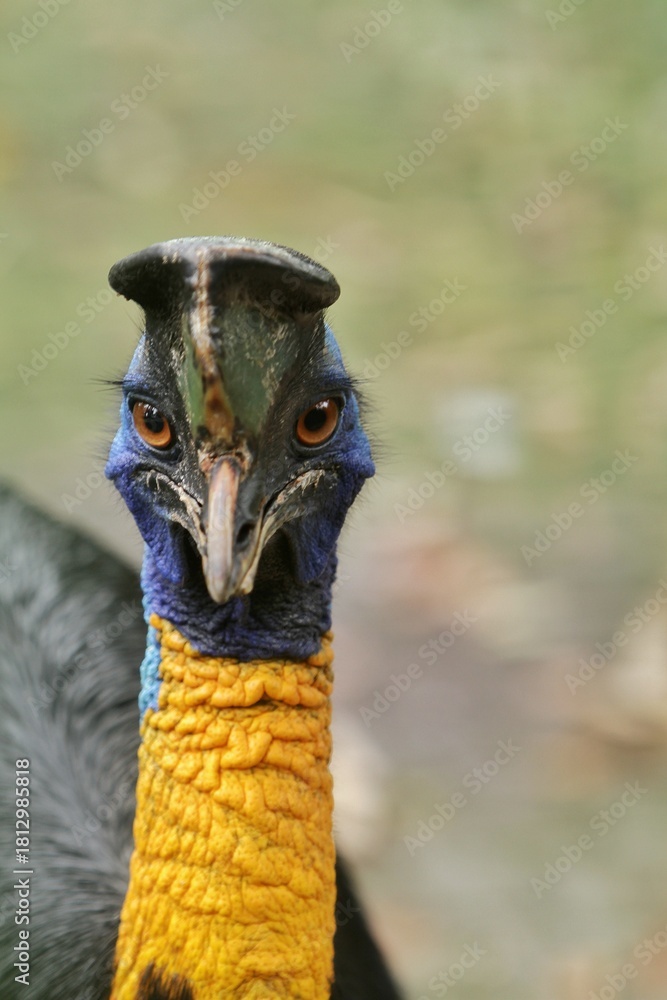 Obraz premium close up of a cassowary