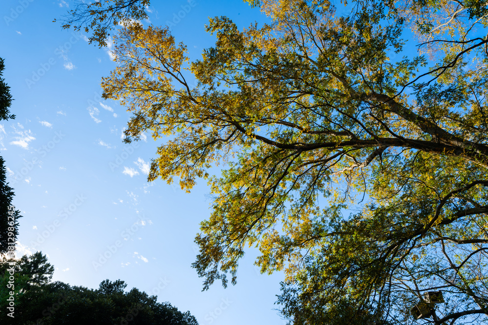 Obraz premium 散歩の途中で見つけた秋の風景