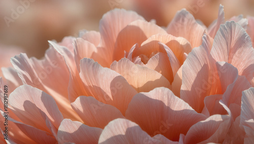 Wallpaper Mural Peach Pink Flower Macro Bloom, Soft Petal Texture Close Up, Natural Floral Beauty Fine Art Photography Torontodigital.ca