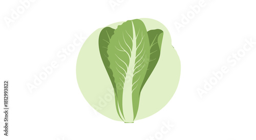 Fresh Lettuce Concept, Vibrant Green Leaves Emerging Against a Black Background Display