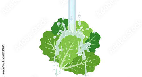 Fresh Lettuce Being Washed With Water Droplets for Healthy Meal Preparation