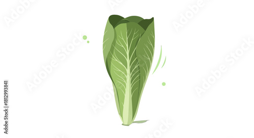 Fresh Lettuce Head Illustration Against a Black Background for Culinary Design Projects