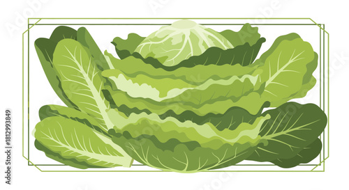 Fresh Lettuce Head Illustration Presented With Vibrant Green Elements And Elegant Design