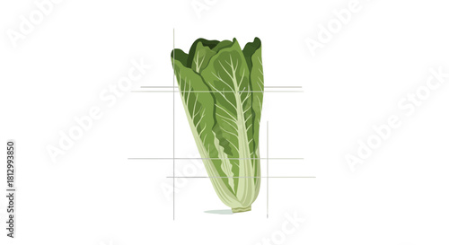 Fresh Lettuce Head Illustration With Grid Lines Against Black Background Design