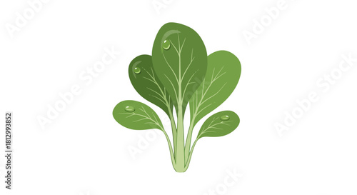 Fresh Spinach Leaves With Water Droplets Set Against a Dark Background Design