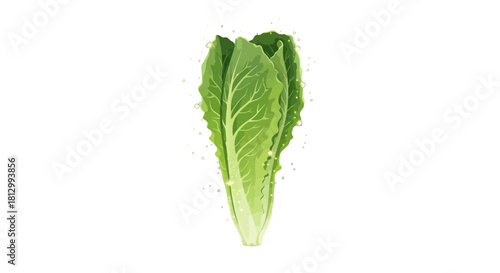 Fresh Lettuce Head Isolated On Black Background, Healthy Green Food Concept, Vitamins