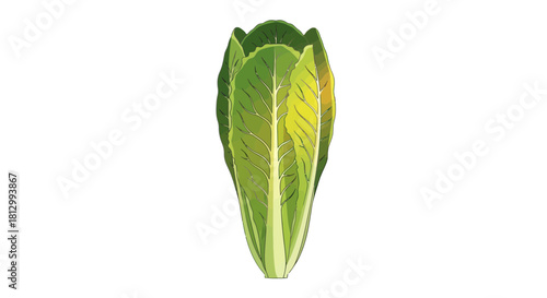 Fresh Lettuce Head On Black Background For Dietary Lifestyle And Culinary Purposes