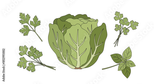 Fresh Vegetables and Herbs on Black, Featuring Cabbage, Parsley, and Basil Plants' Illustration