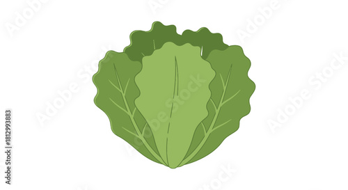 Fresh Lettuce Illustration on Black Background Ideal for Culinary and Health Projects