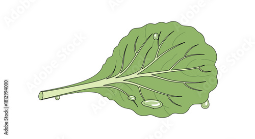 Fresh Wet Green Leaf Detailed Veins With Water Droplets On Isolated Black Background