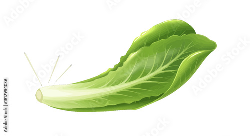 Fresh Lettuce Leaf on Black Background Illustrating Dietary Fiber and Vitamins