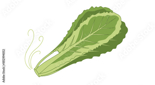 Fresh Lettuce Leaf On Black Background Represents Healthy Eating Conceptual Design Concept