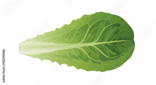 Fresh Lettuce Leaf On Black Background Suitable For Various Food Related Concepts
