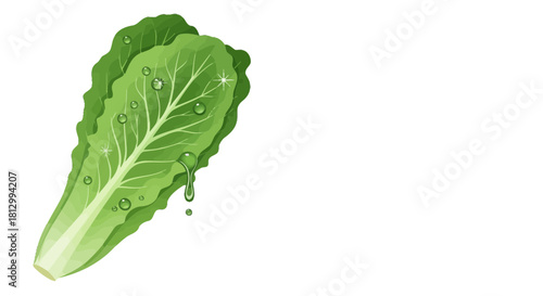 Fresh Lettuce Leaf With Sparkling Water Drops Isolated On Black Background Presentation