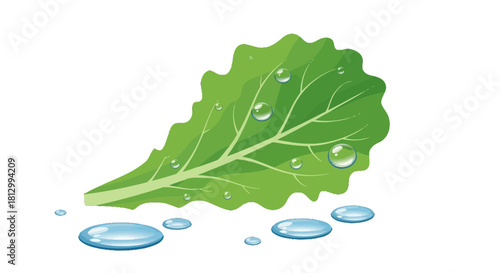 Fresh Lettuce Leaf With Water Droplets On Black Background Perfect For Healthy Eating