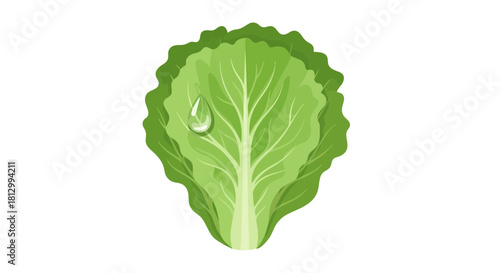 Fresh Lettuce Leaf With Water Droplet Against A Black Backdrop Botanical Illustration