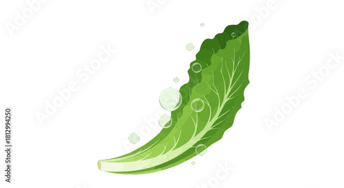 Fresh Lettuce Leaf With Water Drops Modern Healthy and Pure Concept on Black Background