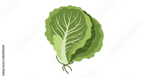 Fresh Lettuce Leaves Illustration Against Black Background Suitable For Culinary Designs