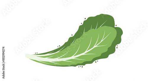 Fresh Lettuce Leaves Illustration on Black Background Ready For Culinary Use And Wellbeing