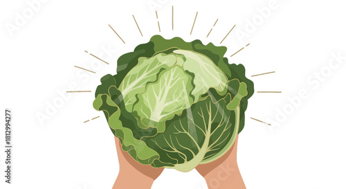 Freshly Harvested Cabbage Held With Care, Against Black Background Simple Design