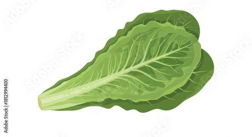 Fresh Lettuce Leaves on Black Background Presenting Culinary and Nutritional Options