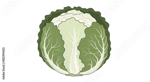 Freshly Illustrated Cabbage Featuring Stunning Leaf Veins and Textured Outer Regions