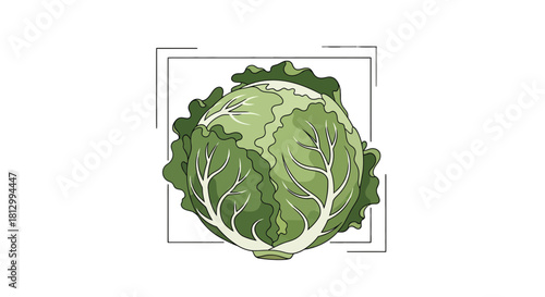 Freshly Illustrated Cabbage Featuring Stunning Green Hues on a Black Background