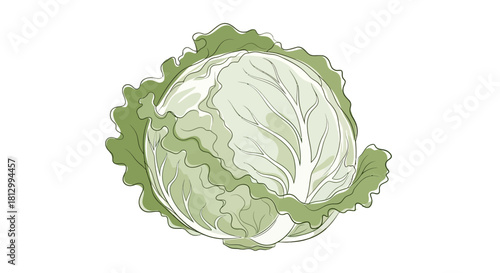 Freshly Illustration of A Cabbage Plant with Green and White Appearance