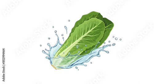 Fresh Lettuce Leaves With Water Splashes And Black Background For Healthy Eating