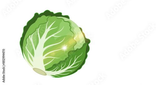 Freshly Picked Cabbage Illustration Against Black Backdrop Suitable For Your Designs