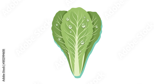Fresh Lettuce Vegetable with Water Drops Isolated on Black Background Illustration